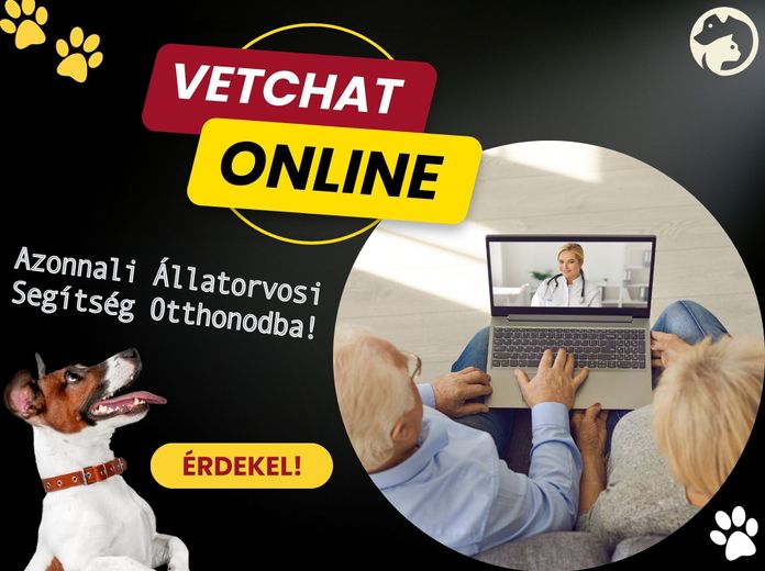 Állatorvos az otthonodban