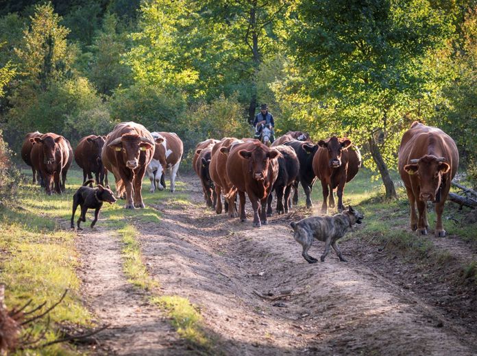 A vadon legeltetése című könyv kiadása  