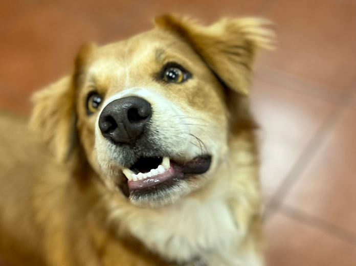 A felelős gazdik kézikönyve! - Nyugodt gazdi, boldog kutya!