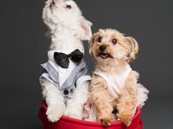 Kis Nikoletta – Isten mancsai című regény és A remény tappancsai című mesekönyv