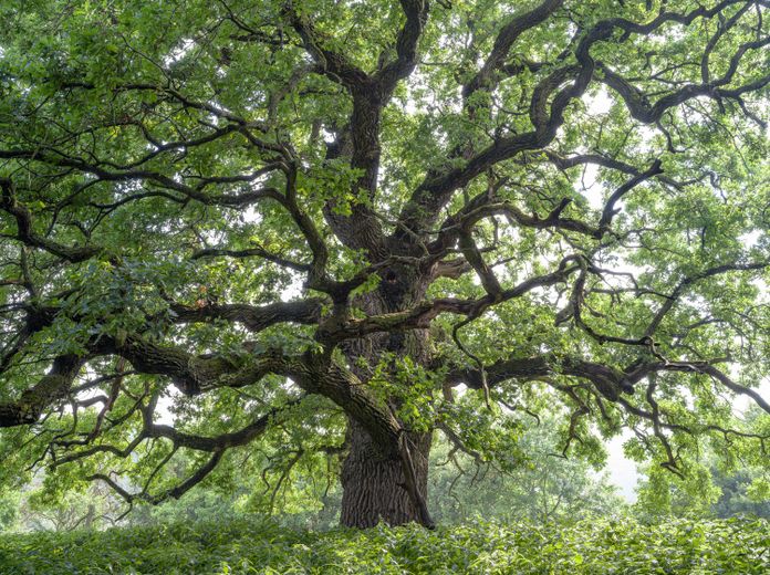 Matuzsálemek – fotóalbum Magyarország nevezetes fáiról