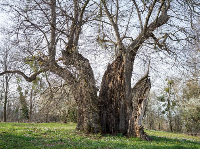 Matuzsálemek – fotóalbum Magyarország nevezetes fáiról