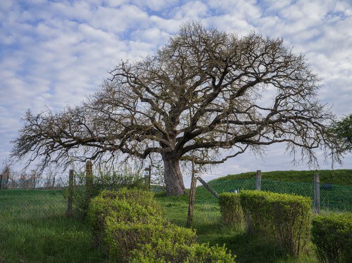 Matuzsálemek – fotóalbum Magyarország nevezetes fáiról