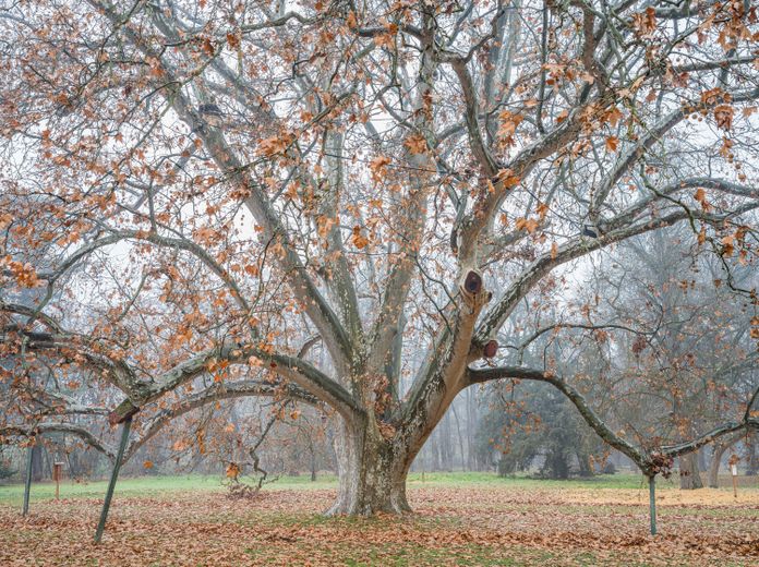 Matuzsálemek – fotóalbum Magyarország nevezetes fáiról