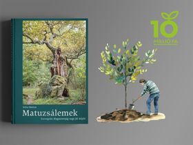 Matuzsálemek fotóalbum és egy facsemete