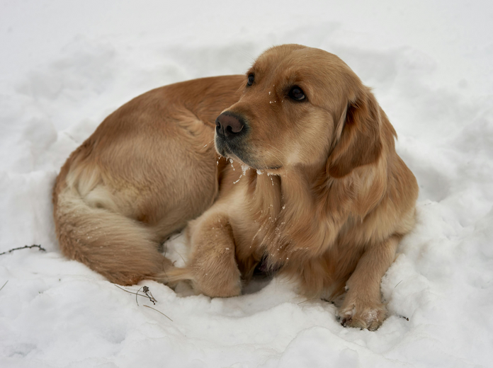 Kis Nikoletta – Isten mancsai című regény és A remény tappancsai című mesekönyv