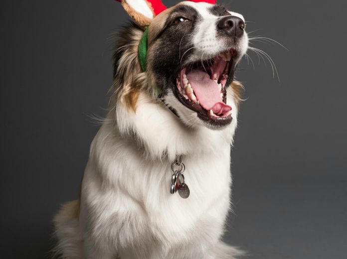 Kis Nikoletta – Isten mancsai című regény és A remény tappancsai című mesekönyv