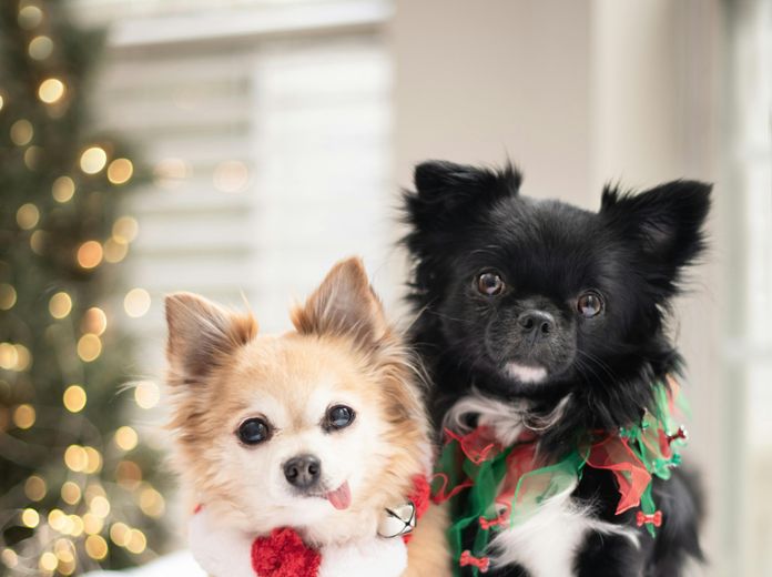 Kis Nikoletta – Isten mancsai című regény és A remény tappancsai című mesekönyv