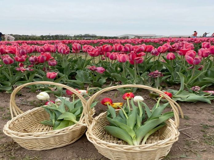 Mozgásba hozzuk a tavaszt- a Harascsák Tulipánfarmon