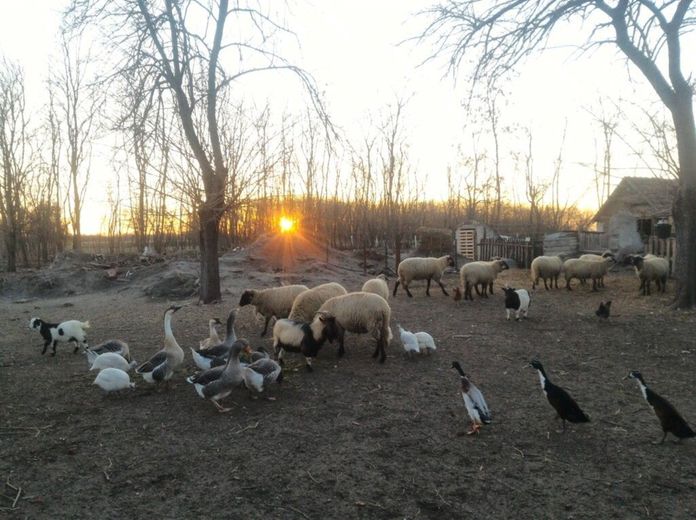 Mozgásba hozzuk a tavaszt- a Harascsák Tulipánfarmon