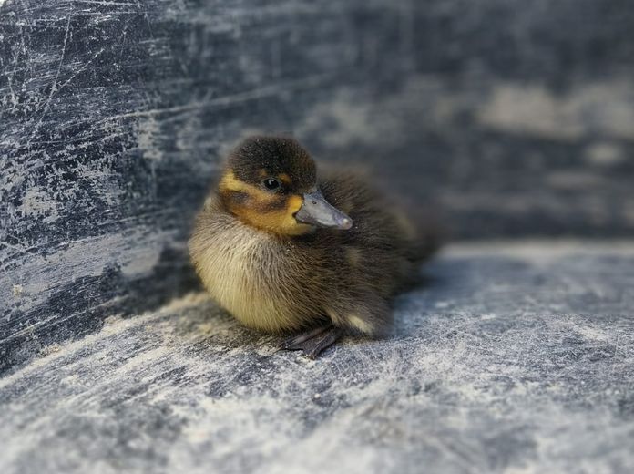 Mozgásba hozzuk a tavaszt- a Harascsák Tulipánfarmon