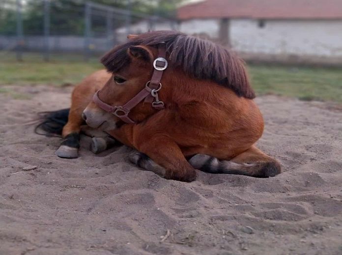 Mozgásba hozzuk a tavaszt- a Harascsák Tulipánfarmon