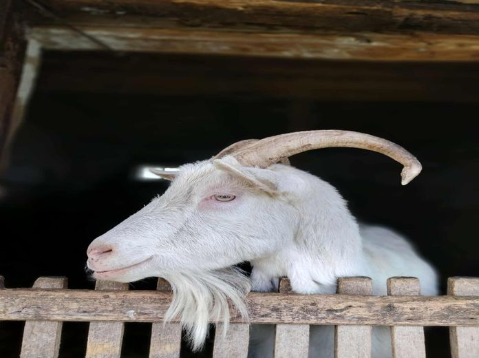 Mozgásba hozzuk a tavaszt- a Harascsák Tulipánfarmon