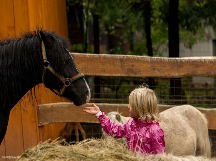 Mozgásba hozzuk a tavaszt- a Harascsák Tulipánfarmon