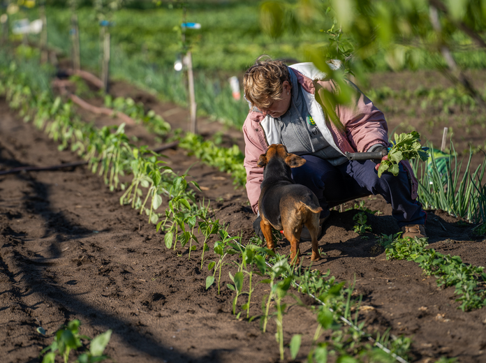 Hazai, vegyszermentes zöldségek a MyFarm kertjeiből