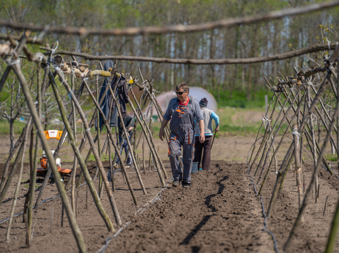 Hazai, vegyszermentes zöldségek a MyFarm kertjeiből