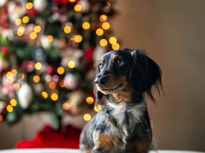 Kis Nikoletta – Isten mancsai című regény és A remény tappancsai című mesekönyv